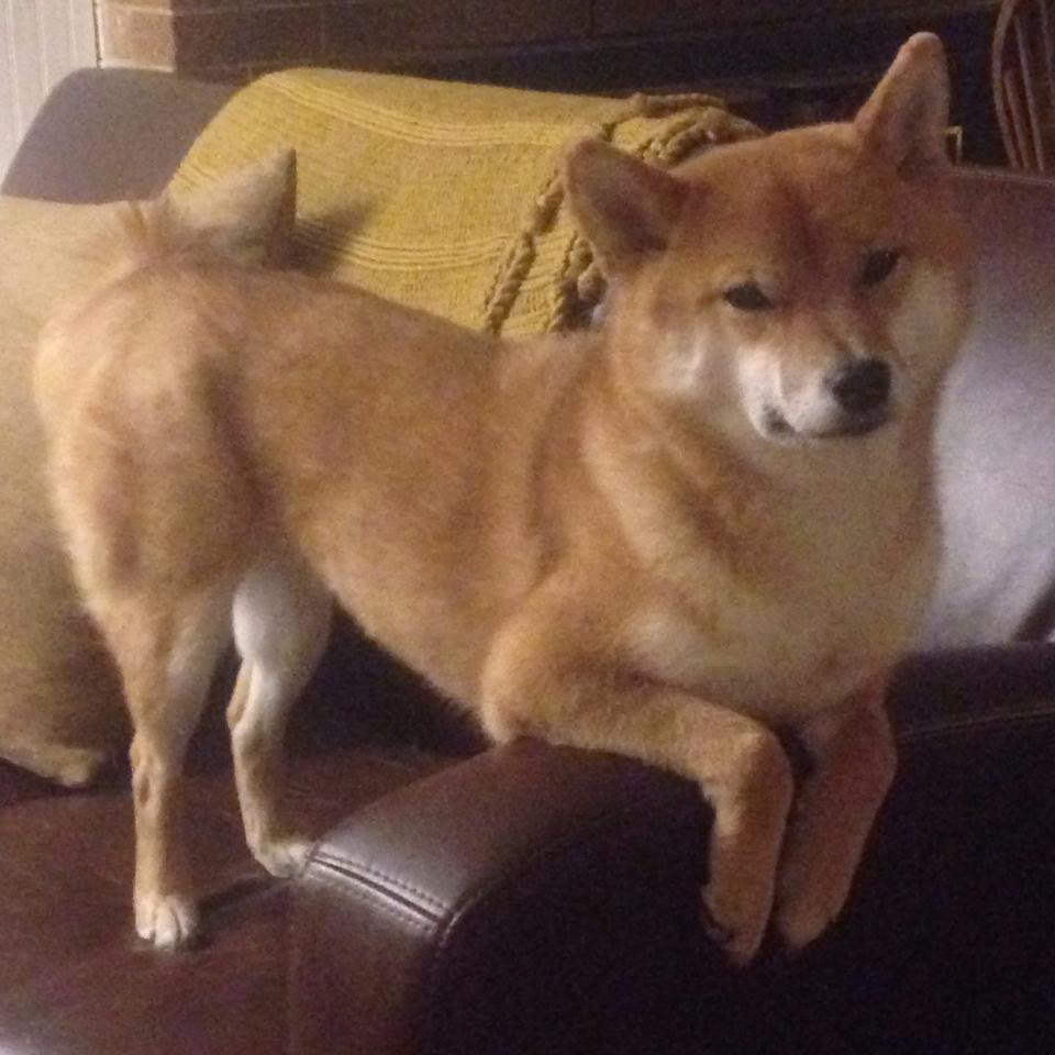 印度队2024年世界杯表现：奋力拼搏，打破世界强队的垄断，印度参加世界杯预选赛了吗